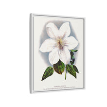 Clematis flower lithograph. Digitally enhanced from our own original 1900 edition plates of Botanical Specimen published by Rochester Lithographing