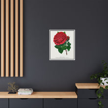 Red rose, American Beauty lithograph. Digitally enhanced from our own original 1900 edition plates of Botanical Specimen published by Rochester Lithographing