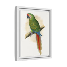 Soldatenara (Ara militaris) farbige Holzstichplatte von Alexander Francis Lydon