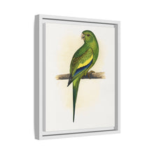 Canary-Winged Conure ( Brotogeris versicolurus) colored wood-engraved plate by Alexander Francis Lydon
