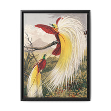 Birds of Paradise: Vintage Natural History Art by Benjamin Fawcett (1808 - 1893) - NOMADEN ART GALLERY