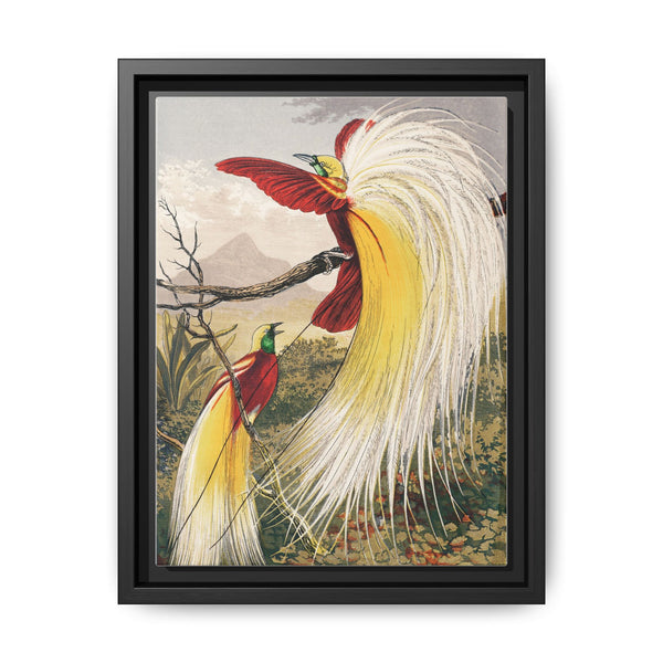 Birds of Paradise: Vintage Natural History Art by Benjamin Fawcett (1808 - 1893) - NOMADEN ART GALLERY