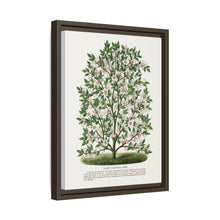 Hardy Magnolia tree lithograph. Digitally enhanced from our own original 1900 edition plates of Botanical Specimen published by Rochester Lithographing
