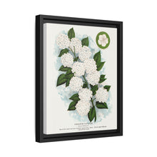 Japanese snowball flower lithograph. Digitally enhanced from our own original 1900 edition plates of Botanical Specimen published by Rochester Lithographing - NOMADEN ART GALLERY