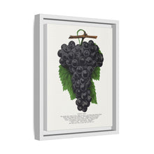 Early Ohio grape lithograph. Digitally enhanced from our own original 1900 edition plates of Botanical Specimen published by Rochester Lithographing