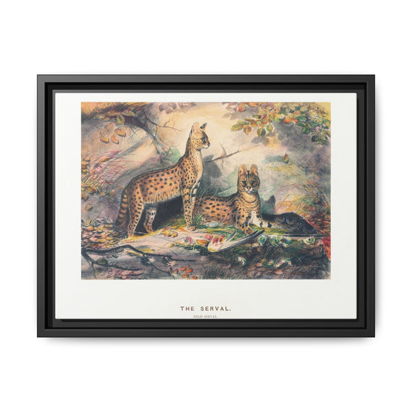 The Serval from Zoological sketches (1861-1867) by Joseph Wolf and Philip Lutley Sclater