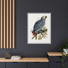 Grey Parrot (Psittacus erithacus) colored wood-engraved plate by Alexander Francis Lydon.