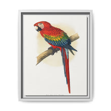 Red and Blue Macaw (Ara macao) colored wood-engraved plate by Alexander Francis Lydon - NOMADEN ART GALLERY