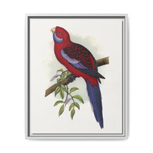 Pennant's Parrakeet (Platycercus elegans) colored wood-engraved plate by Alexander Francis Lydon - NOMADEN ART GALLERY