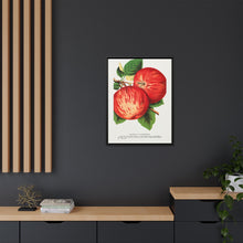Duchess of Oldenburg apples lithograph from Botanical Specimen published by Rochester Lithographing