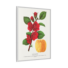 Japan Quince tree lithograph. Digitally enhanced from our own original 1900 edition plates of Botanical Specimen published by Rochester Lithographing
