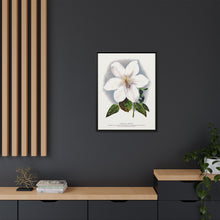Clematis flower lithograph. Digitally enhanced from our own original 1900 edition plates of Botanical Specimen published by Rochester Lithographing