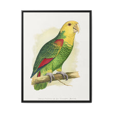 Double-Fronted or Le Vaillant's Amazon (Amazona oratrix) colored wood-engraved plate by Alexander Francis Lydon. - NOMADEN ART GALLERY
