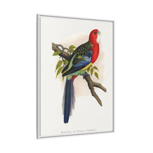 Rose-Hill or Rosella Parrakeet (Platycercus eximius) colored wood-engraved plate by Alexander Francis Lydon