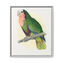 Red-Throated White-Fronted Amazon (Amazona leucocephala) colored wood-engraved plate by Alexander Francis Lydon. - NOMADEN ART GALLERY