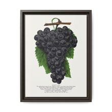 Early Ohio grape lithograph. Digitally enhanced from our own original 1900 edition plates of Botanical Specimen published by Rochester Lithographing - NOMADEN ART GALLERY
