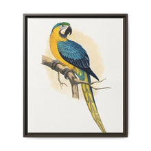 Blue and Yellow Macaw (Ara ararauna) colored wood-engraved plate by Alexander Francis Lydon - NOMADEN ART GALLERY