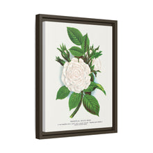 Rose, Perpetual White Moss lithograph. Digitally enhanced from our own original 1900 edition plates of Botanical Specimen published by Rochester Lithographing