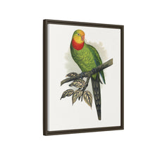 Barraband's Parakeet (Polytelis swainsonii) colored wood-engraved plate by Alexander Francis Lydon