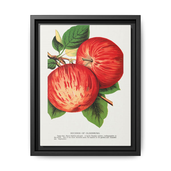 Duchess of Oldenburg apples lithograph from Botanical Specimen published by Rochester Lithographing - NOMADEN ART GALLERY