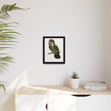 Hawk-Headed Parrot (Deroptyus accipitrinus) colored wood-engraved plate by Alexander Francis Lydon. - NOMADEN ART GALLERY