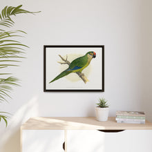 Golden-Crowned Conure (Aratinga auricapillus) colored wood-engraved plate by Alexander Francis Lydon