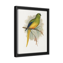 Elegant Parrakeet (Neophema elegans) colored wood-engraved plate by Alexander Francis Lydon - NOMADEN ART GALLERY