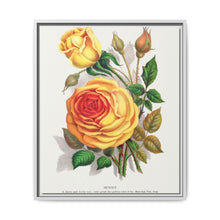 lithograph from Botanical Specimen published by Rochester Lithographing - NOMADEN ART GALLERY