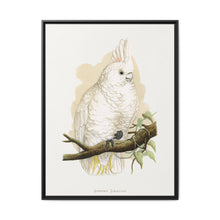 Goffin's Cockatoo (Cacatua goffiniana) colored wood-engraved plate by Alexander Francis Lydon. - NOMADEN ART GALLERY