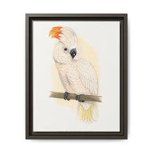 Great Salmon-Crested Cockatoo (CACATUA MOLUCCENSIS) colored wood-engraved plate by Alexander Francis Lydon. - NOMADEN ART GALLERY