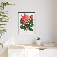 Pink rose, Glorie de Dijon lithograph. Digitally enhanced from our own original 1900 edition plates of Botanical Specimen published by Rochester Lithographing