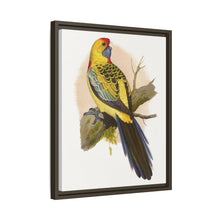 Lydon's Yellow-Rumped Parrakeet | Vintage Bird Wall Art Print