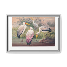 The African Wood Ibis from Zoological sketches (1861-1867) by Joseph Wolf and Philip Lutley Sclater - NOMADEN ART GALLERY
