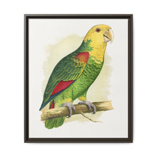 Double-Fronted or Le Vaillant's Amazon (Amazona oratrix) colored wood-engraved plate by Alexander Francis Lydon. - NOMADEN ART GALLERY