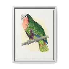 Red-Throated White-Fronted Amazon (Amazona leucocephala) colored wood-engraved plate by Alexander Francis Lydon. - NOMADEN ART GALLERY