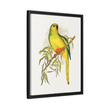 Orange-Bellied Parrakeet (Neophema chrysogaster) colored wood-engraved plate by Alexander Francis Lydon.