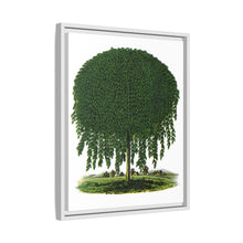Kilmarnock Weeping Willow tree lithograph. Digitally enhanced from our own original 1900 edition plates of Botanical Specimen published by Rochester Lithographing