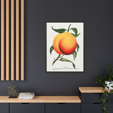 Foster peach lithograph. Digitally enhanced from our own original 1900 edition plates of Botanical Specimen published by Rochester Lithographing