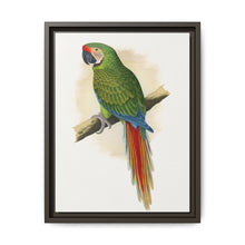 Military Macaw (Ara militaris) colored wood-engraved plate by Alexander Francis Lydon - NOMADEN ART GALLERY