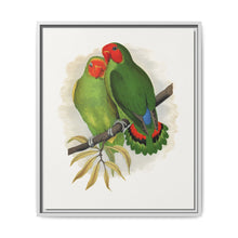 West African Love-Bird (Agapornis) colored wood-engraved plate by Alexander Francis Lydon. - NOMADEN ART GALLERY