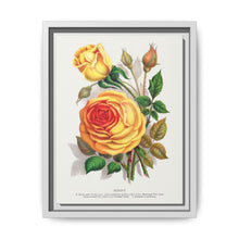 lithograph from Botanical Specimen published by Rochester Lithographing - NOMADEN ART GALLERY