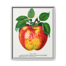 Wolf River apple lithograph. Digitally enhanced from our own original 1900 edition plates of Botanical Specimen published by Rochester Lithographing - NOMADEN ART GALLERY