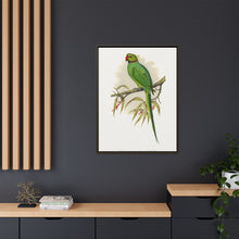 Ring-Necked or Bengal Parakeet (Psittacula columboides) colored wood-engraved plate by Alexander Francis Lydon