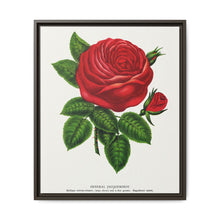 Red rose, General Jacquemont flower lithograph. Digitally enhanced from our own original 1900 edition plates of Botanical Specimen published by Rochester Lithographing - NOMADEN ART GALLERY