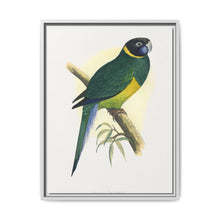 Bauer's Parrakeet (Barnardius zonarius) colored wood-engraved plate by Alexander Francis Lydon. - NOMADEN ART GALLERY