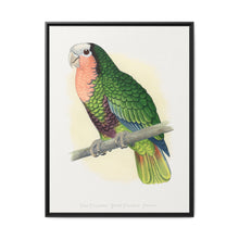 Red-Throated White-Fronted Amazon (Amazona leucocephala) colored wood-engraved plate by Alexander Francis Lydon. - NOMADEN ART GALLERY