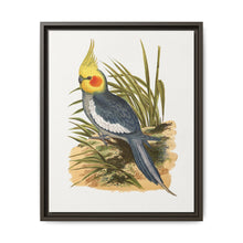 Cockatiel (Nymphicus hollandicus) colored wood-engraved plate by Alexander Francis Lydon - NOMADEN ART GALLERY