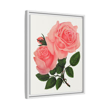 Pink Rose, La France Lithograph (1900)