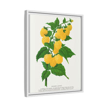 Golden queen raspberry lithograph. Digitally enhanced from our own original 1900 edition plates of Botanical Specimen published by Rochester Lithographing