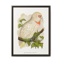 Slender-Billed Cockatoo (Cacatua tenuirostris) colored wood-engraved plate by Alexander Francis Lydon. - NOMADEN ART GALLERY